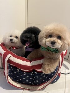 加藤家の看板犬たち